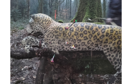 Concours 3D Josselin 25/03/2018